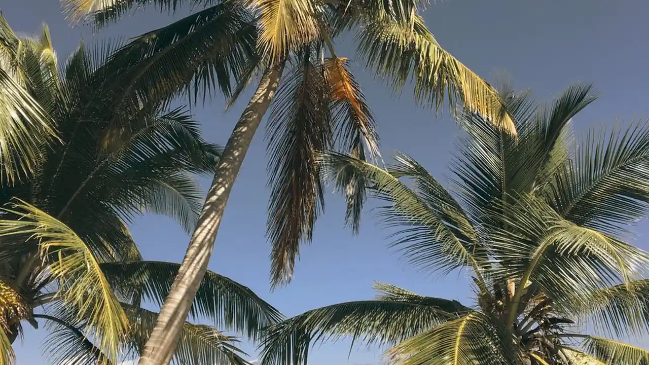 欧美熟妇丰满肥白大屁股免费视频的魅力与选择指南